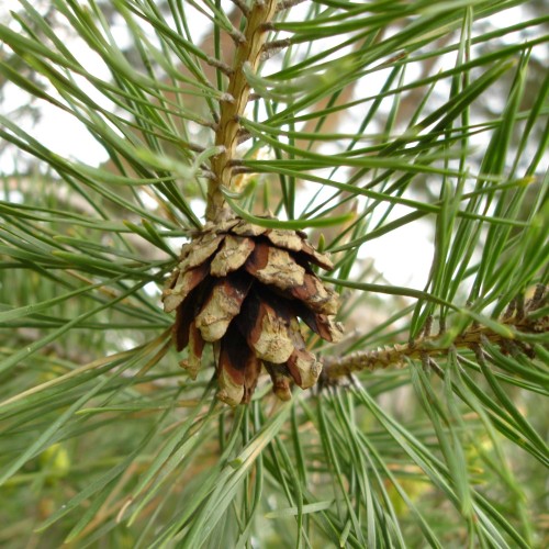 Pinus sylvestris - Harilik mänd C2/2L